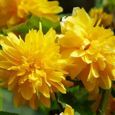 Керрия японская АУРЕОВАРИЕГАТТА в Минске