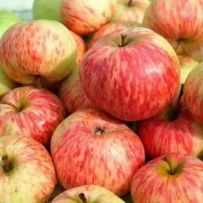 Яблоня РАНЕТКА (КОРОБОВКА) в Минске