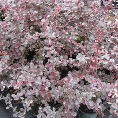 Барбарис СИЛЬВЕР МИЛЕС оттавский  в Минске