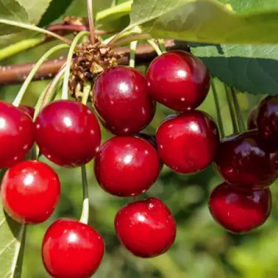 Вишня ЛЮБСКАЯ в Минске