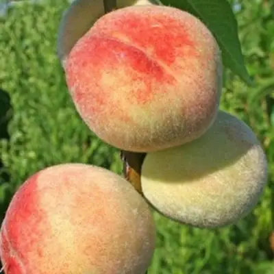 Персик ДОНЕЦКИЙ БЕЛЫЙ в Минске