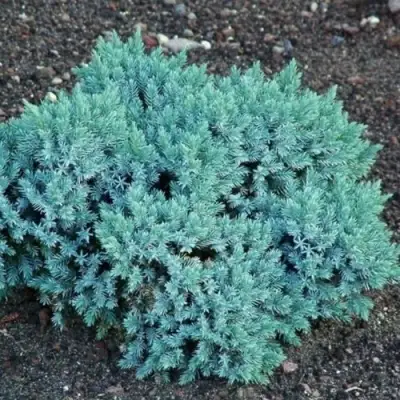 Можжевельник БЛЮ СТАР чешуйчатый в Минске