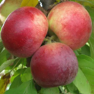 Яблоня БАЛЕРИНА ФЛАМЕНКО колонновидная  в Минске