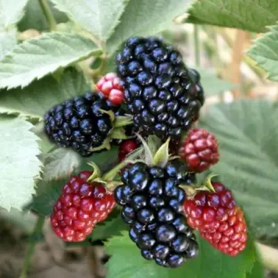 Ежевика ОРКАН бесшипная  в Минске