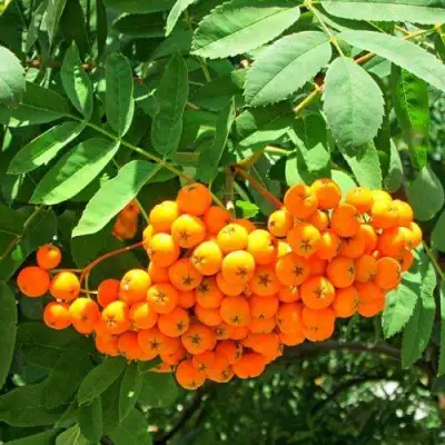 Рябина ДИРКЕНИ ЖЁЛТАЯ  сладкоплодная в Минске