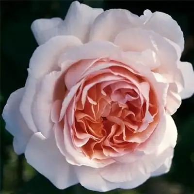 Роза АНДРЕ ЛЕ НОТР чайно-гибридная в Минске