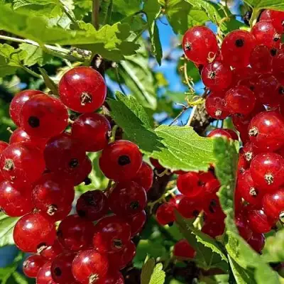 Смородина красная НЕНАГЛЯДНАЯ в Минске