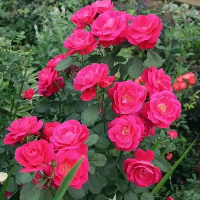 Роза ДЖОРДЖ ВАНКУВЕР флорибунда в Минске