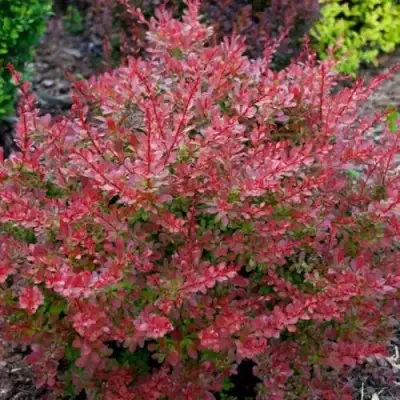 Барбарис ГОЛДЕН РИНГ тунберга в Минске