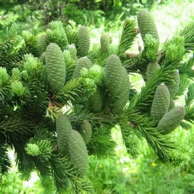 Пихта белая в Минске