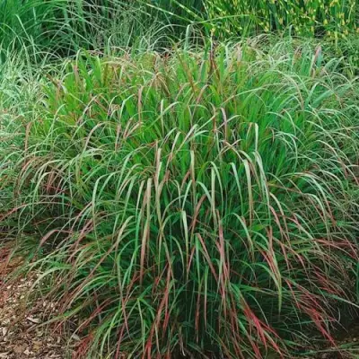 Просо РЕБРАУН прутьевидное в Минске