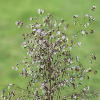 Трясунка средняя в Минске