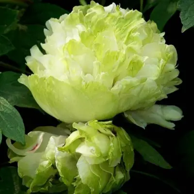 Пион ЗЕЛЕНЫЙ ШАР древовидный в Минске