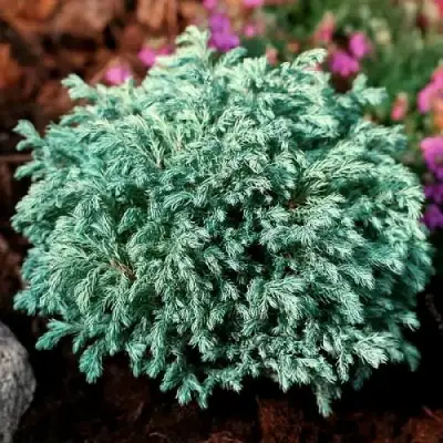 Кипарисовик БЕБИ БЛЮ горохоплодный в Минске