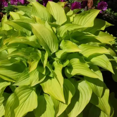 Хоста ХИДОН САНСЕТ в Минске