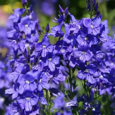 Вероника австрийская в Минске