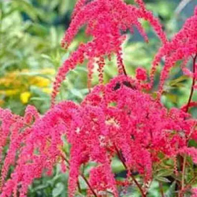 Астильба РЕД ЧАРМ Арендса в Минске