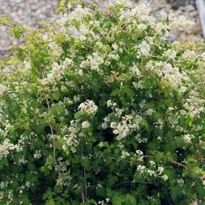 Стефанандра КРИСПА надрезаннолистная в Минске