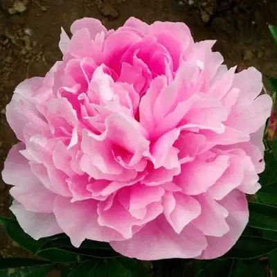 Пион ЛЕТЯЩИЙ ЖУРАВЛЬ травянистый в Минске