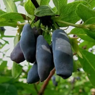 Жимолость съедобная ЧУЛЫМСКАЯ в Минске