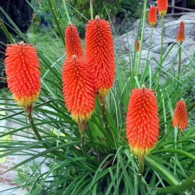 Книфофия БЕНГАЛ ФАЕР гибридная в Минске