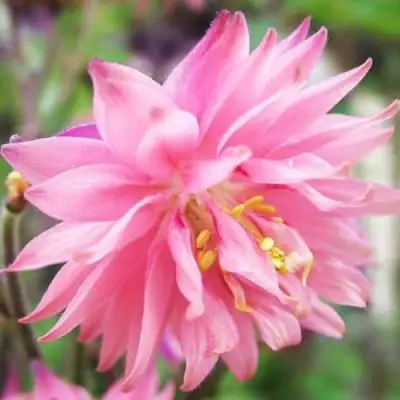 Аквилегия БАРЛОУ ПИНК гибрид МакКаны в Минске