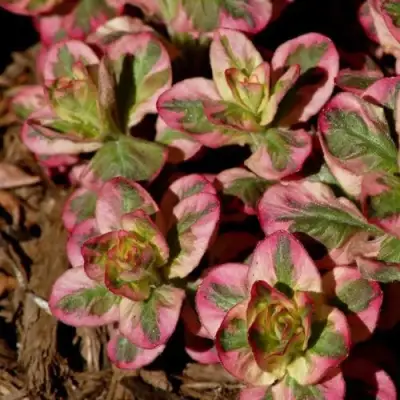 Вербейник АЛЕКСАНДР точечный в Минске