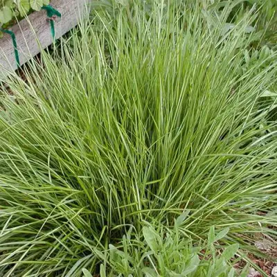 Вейник АВАЛАНШ остроцветковый в Минске