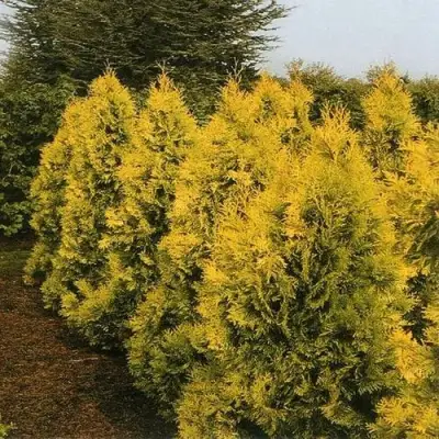 Туя ЕВРОПА ГОЛД западная в Минске