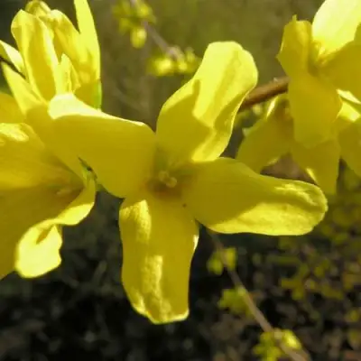 Форзиция ФОРЧУНА в Минске