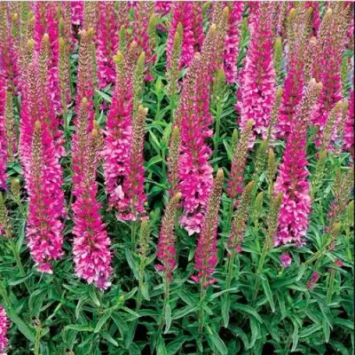 Вероника РОНИКА ФУКСИЯ в Минске