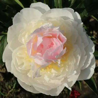 Пион БЛАШ КВИН травянистый в Минске