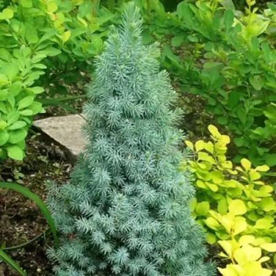 Ель КОНИКА сизая в Минске