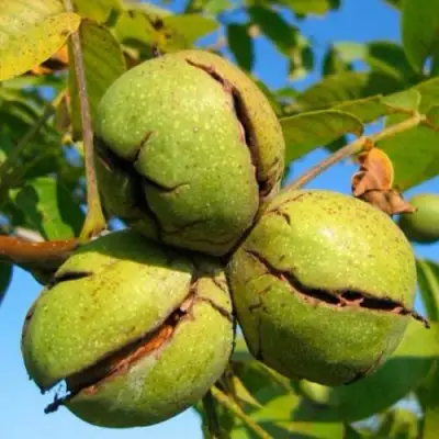 Грецкий орех ПИНСКИЙ в Минске