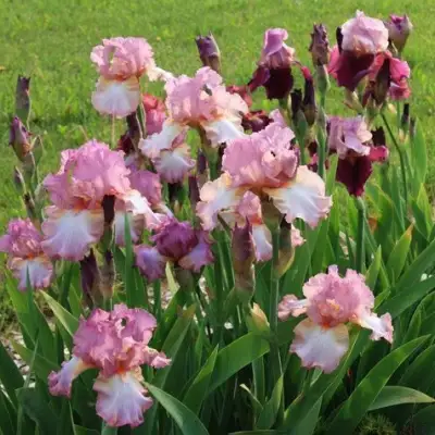 Ирис БЛАШИНГ ПИНК бородатый в Минске