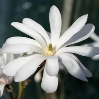 Магнолия РОЯЛ СТАР в Минске