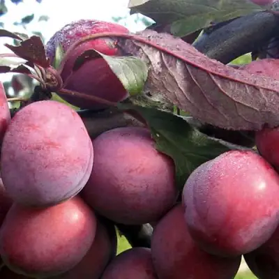 Слива ПАННА в Минске