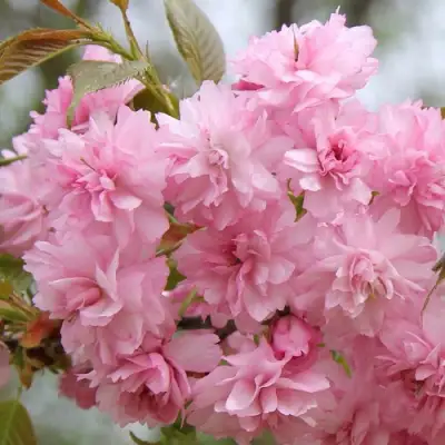 Сакура РОЗЕА ПЛЕНА в Минске