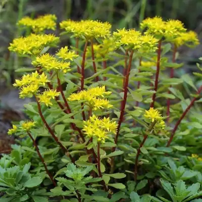 Очиток (седум) ИММЕРГРЮНХЕН в Минске