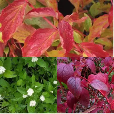 Комплект СЕВЕРНОЕ СИЯНИЕ в Минске