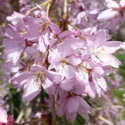 Сакура ПЕНДУЛА РУБРА в Минске