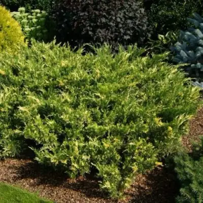 Можжевельник ВАРИЕГАТА казацкий  в Минске