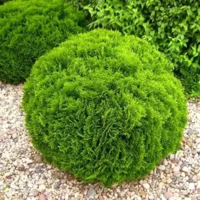 Туя ДАНИКА западная в Минске