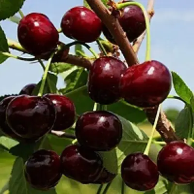 Вишня РОВЕСНИЦА в Минске