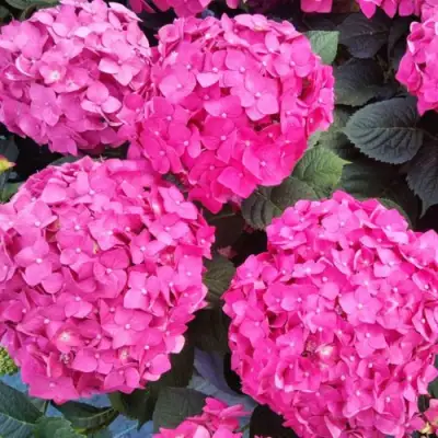 Гортензия ЭНДЛЕСС САММЕР ЛАВ крупнолистная в Минске