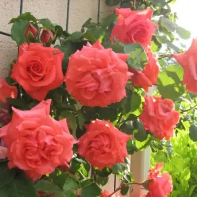 Роза ДИ ДИ БРИДЖУОТЕР плетистая в Минске