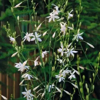 Венечник ветвистый в Минске