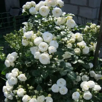 Роза АРТЕМИС шраб в Минске