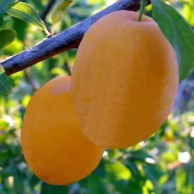 Слива НАТАША в Минске