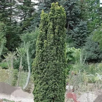 Тис ФАСТИГИАТА РОБУСТА  ягодный  в Минске